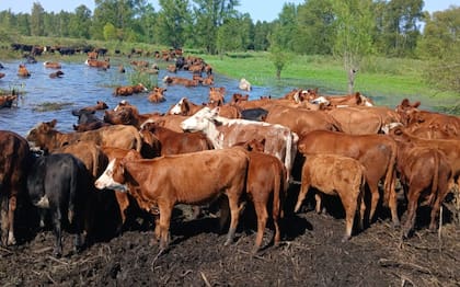 Con recuerdos de la inundación de 2007, ganaderos del Delta entrerriano buscan campos alternativos y cuestionan la falta de caminos, embarcaderos y planificación para afrontar una eventual emergencia