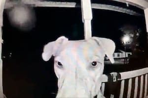 Con solo 18 meses, la pequeña Rajah se habría asustado por unos fuegos artificiales y se alejó de su casa en Carolina del Sur