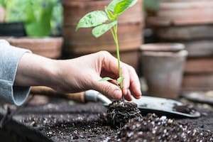Cómo propagar y hacer tus propias plantas