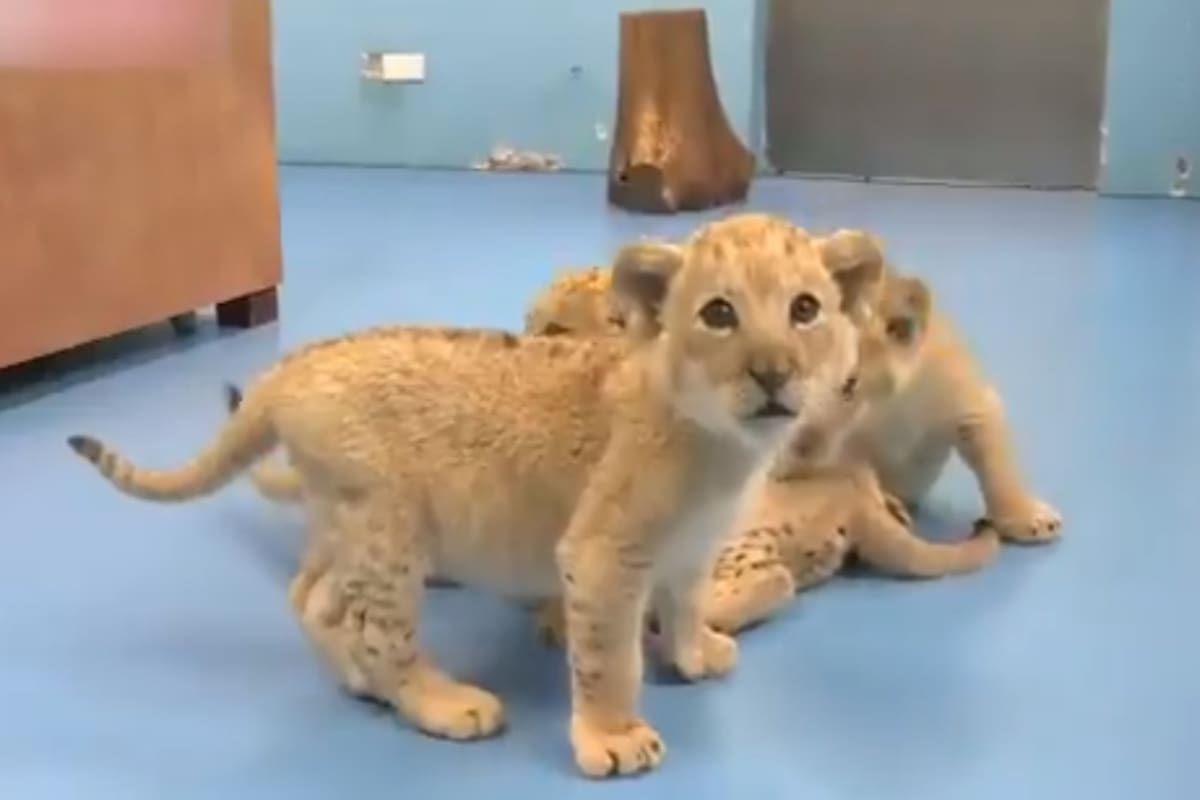 Con su exótico pelaje, las crías de tigre dorado nacidas en China son el resultado de una mutación genética inusual. En el último censo, solo se encontraron 30 ejemplares en el mundo