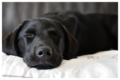 Con su nariz, los perros pueden detectar olores con una precisión extraordinaria