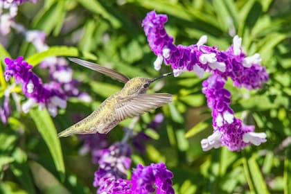 Con su peculiar forma y colores brillantes, los colibríes no solo son un deleite visual, sino que cumplen una función ecológica vital como polinizadores