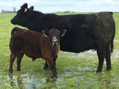 Con suelos arcillosos compactados, la producción de pasto depende muchísimo de la evolución de las lluvias