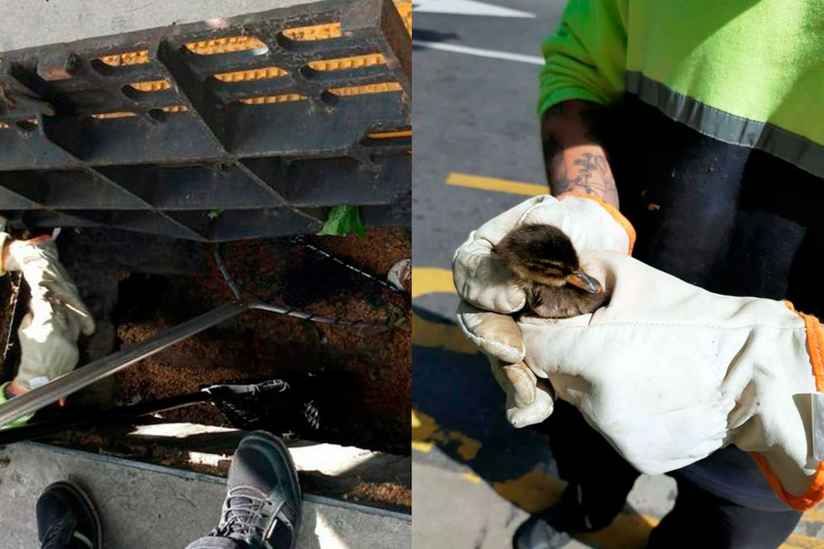 Con sumo cuidado personal especializado de Defensa Civil traslada a los pichones de pato que habían quedado atrapados.