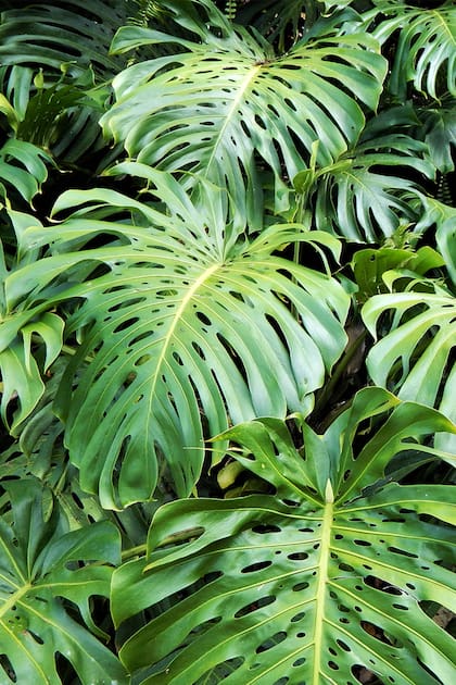 Con sus enormes hojas perforadas, la monstera se convirtió en un símbolo de la decoración actual