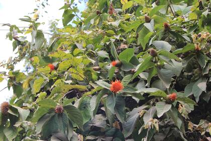 Con sus grandes flores anaranjadas, Cnicothamnus lorentzii aporta color al jardín en otoño e invierno