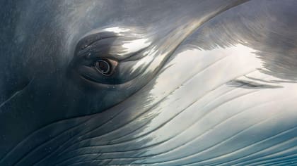 Con sus líneas finas, la foto de Marcia Riederer se parece más a una pintura que a una fotografía (Foto: Marcia Riederer/ Ocean Photographer of the Year)