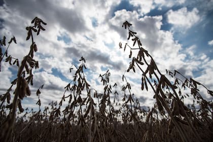 Con un alivio parcial del clima en los últimos días, Brasil espera una cosecha de soja de 155,27 millones de toneladas