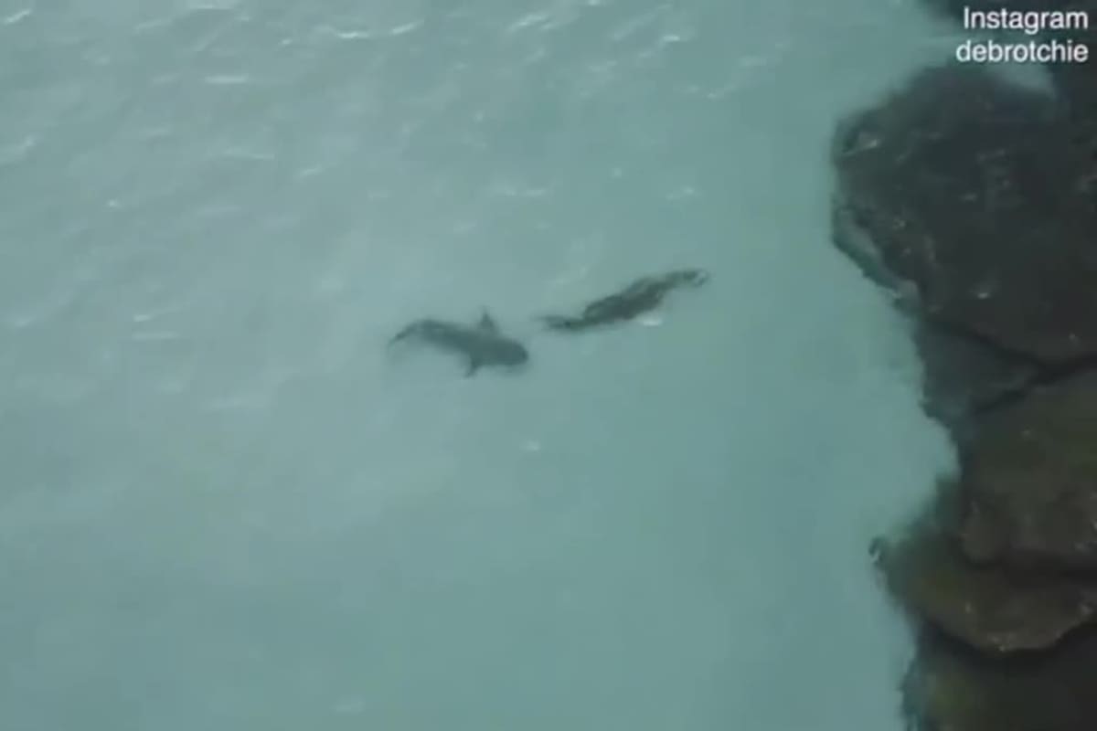 Con un dron, el surfista Duncan Brotchie logró filmar el encuentro entre ambos depredadores