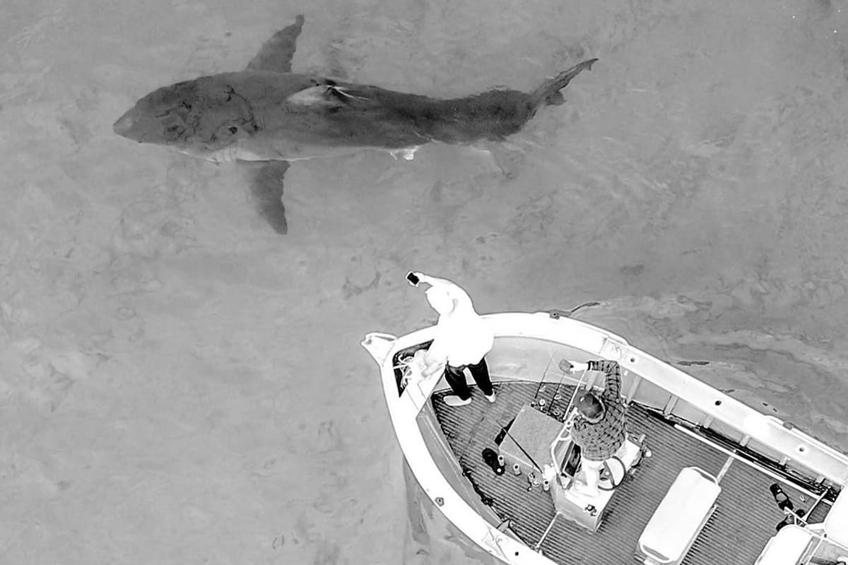 Con un drone, uno de los tripulante logró fotofrafíar al enorme tiburón blanco