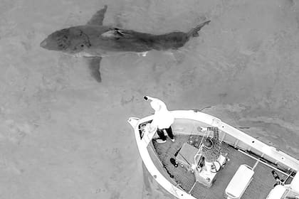 Con un drone, uno de los tripulante logró fotofrafíar al enorme tiburón blanco