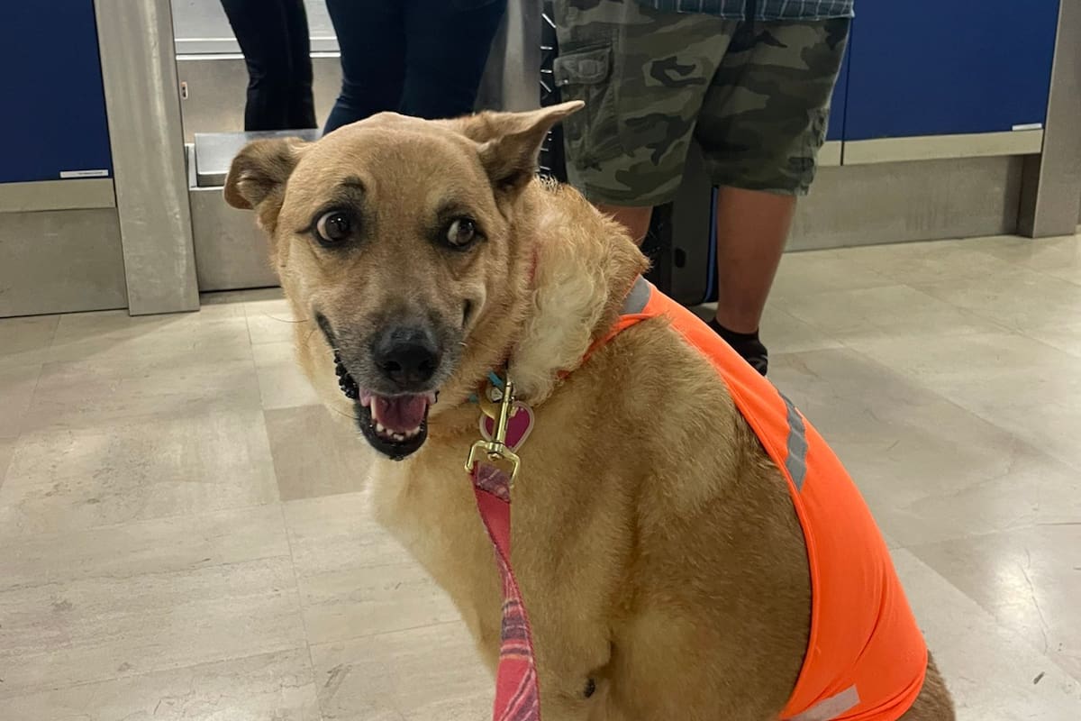 Con un emoji de carita triste y, al parecer resignada, la perrita sentenció que no ha podido abordar por no tener su propio avión