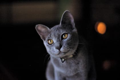 Con un gris azulado el pelaje del gato Azul Ruso está considerado entre los más lindos del mundo