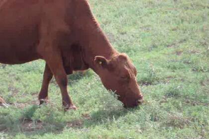 Con un manejo es posible apuntar a buenos resultados productivos y económicos