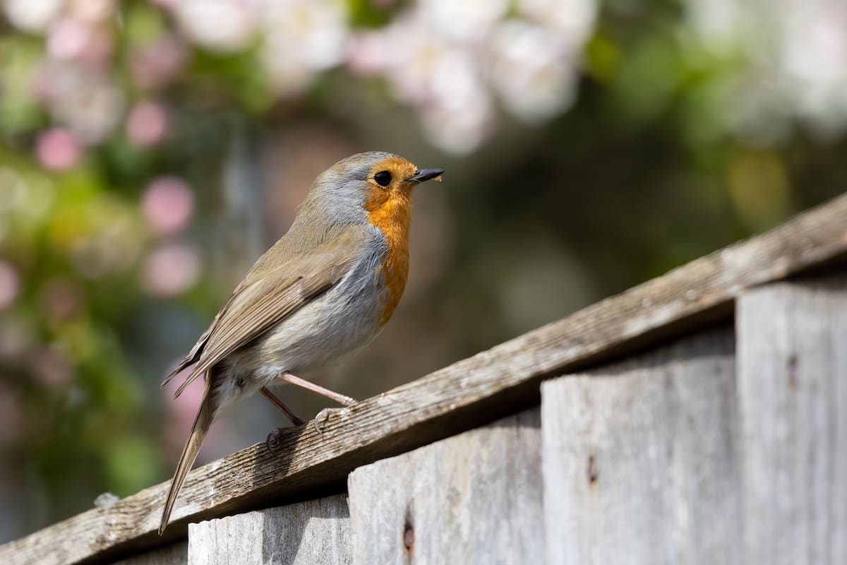 Con un método sencillo se pueden atraer aves a tu jardín (Foto: Freepik)