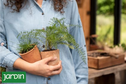 Con un pequeño estímulo, los esquejes comienzan a formar raíces nuevas casi de inmediato