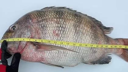 Con un peso asombroso de 16,6 libras, rompió el récord anterior de Maryland de 14,1 libras de agosto de 2020
Foto: DailyMailUK