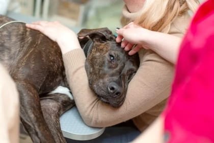 Con un tratamiento invasivo de sedación, Coco recuperó su salud al mes de ingresar a la clínica