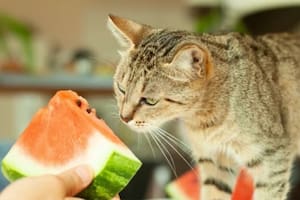Con una correcta alimentación, los felinos podrán tener una vida plena y sin enfermedades.