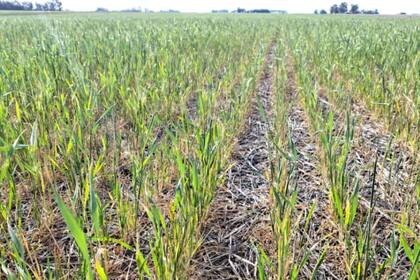 Con una expectativa de rindes bajos, la ecuación financiera que dejará el trigo será negativa para muchos productores