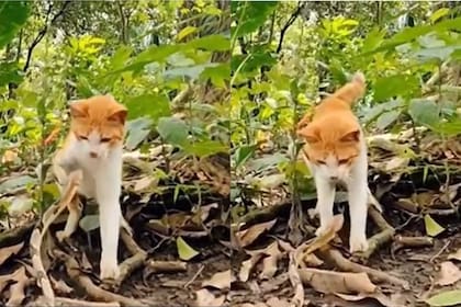 Con una gran reacción, un gato se defendió de una serpiente (Foto: Captura de video)