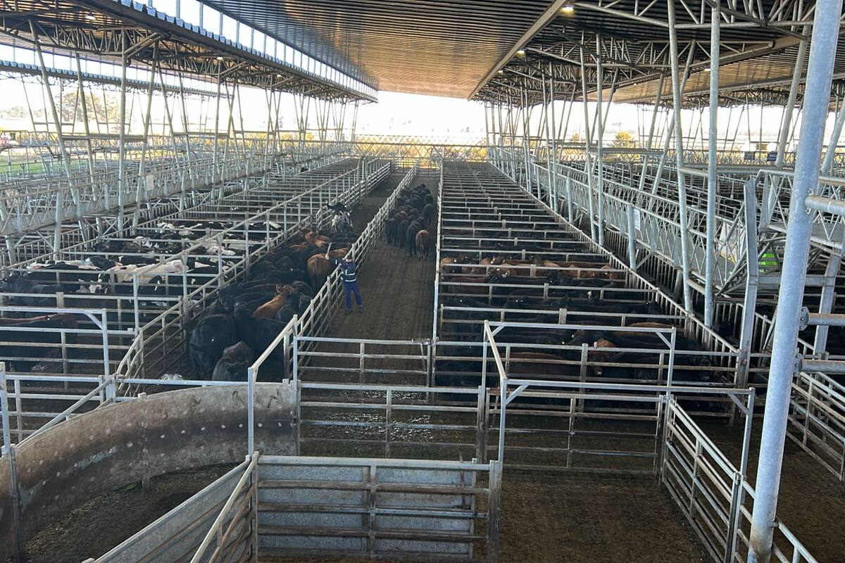 Con una oferta acotada, los operadores del abasto y de la industria local ejercieron franca competencia para abastecerse y otorgaron valores con ganancias, en especial para los novillos y las vacas