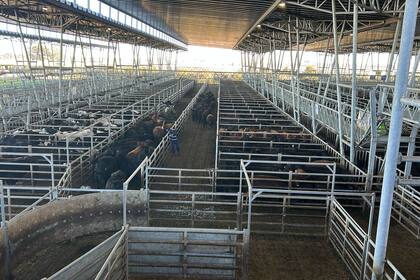 Con una oferta acotada, los operadores del abasto y de la industria local ejercieron franca competencia para abastecerse y otorgaron valores con ganancias, en especial para los novillos y las vacas