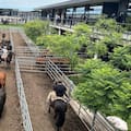 Comenzó la semana con subas en el Mercado Agroganadero de Cañuelas