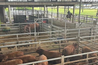 Con una oferta considerada acotada por las lluvias, los operadores del abasto y de la industria local ejercieron franca competencia para abastecerse y otorgaron valores con ganancias