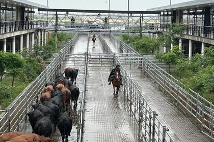 Con una oferta reducida por las lluvias, las ventas se concretaron con poca competencia por parte de los operadores de compra y valores con bajas respecto a los registrados en la rueda de ayer