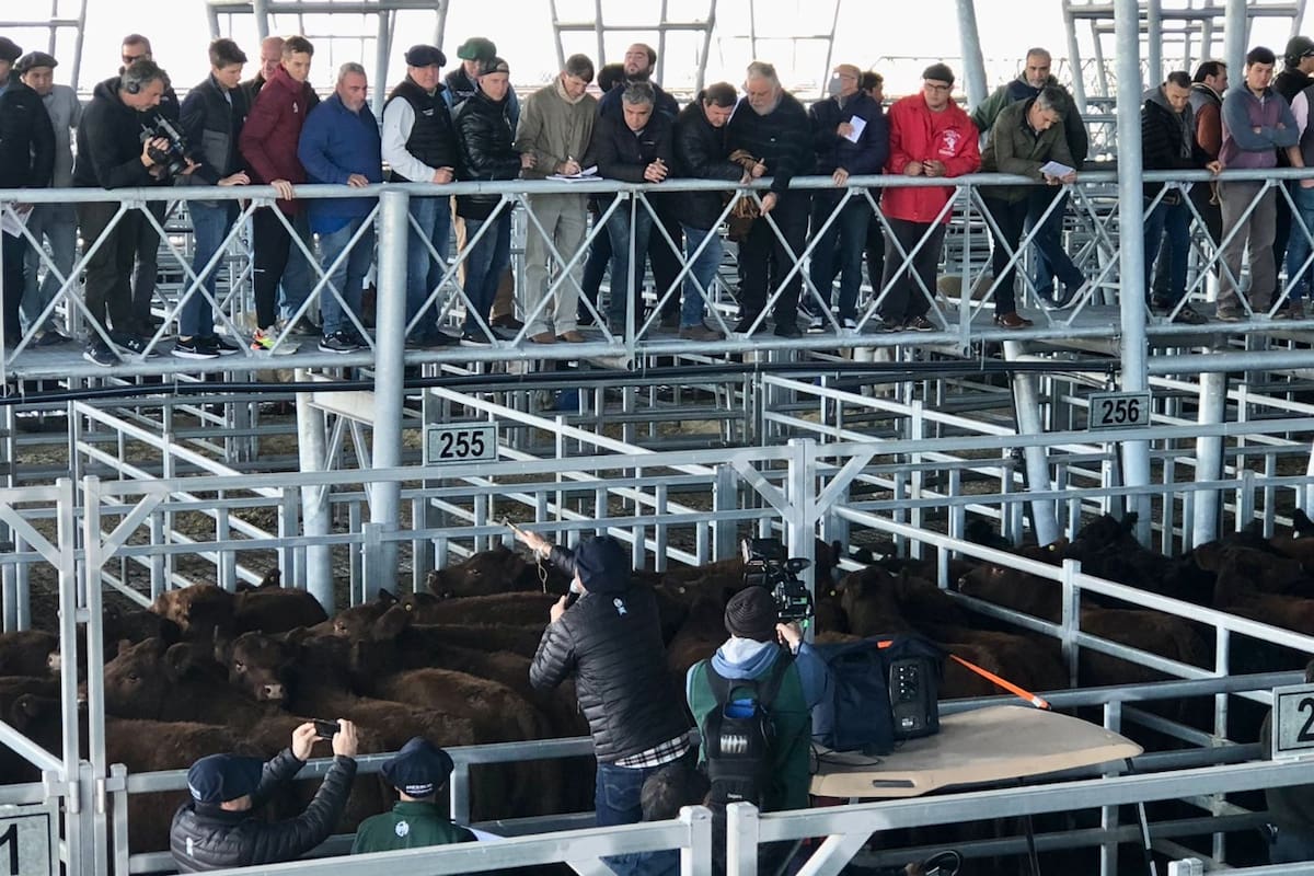 Con una subasta especial de vacunos de la raza Angus arrancaron las ventas de la semana en el mercado de Cañuelas