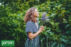 Concentrados, aromáticos y efectivos, los aceites de las plantas pueden ayudar a aliviar estrés, dolores y fatiga