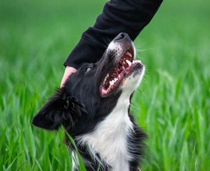 Conde explicó que los perros border collie necesitan gastar energía porque fueron entrenados para el campo, por eso no se recomienda tenerlos cuando hay niños en casa