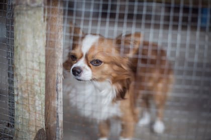 Condenados por crueldad animal que posean mascotas enfrentarán sanciones penales bajo ley aprobada por unanimidad