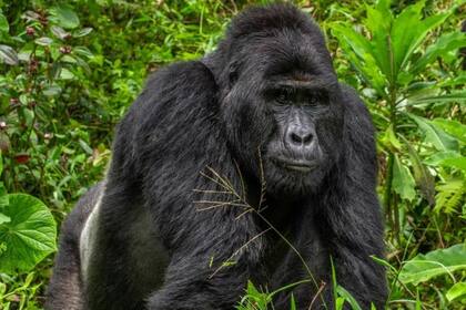 Condenaron a 11 años de prisión al hombre que mató al famoso gorila Rafiki