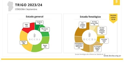 Condición del trigo en Córdoba