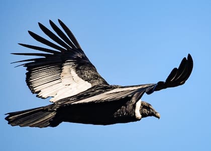 Cóndor en vuelo.