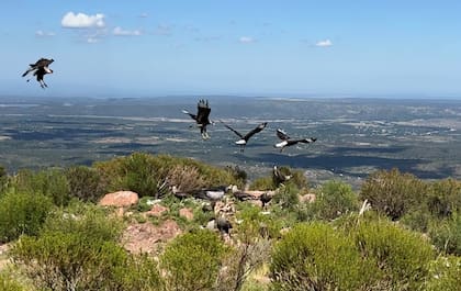Cóndores, águilas moras, cotes y otras aves se acercan al balcón serrano al que accede el Gaucho Noel.