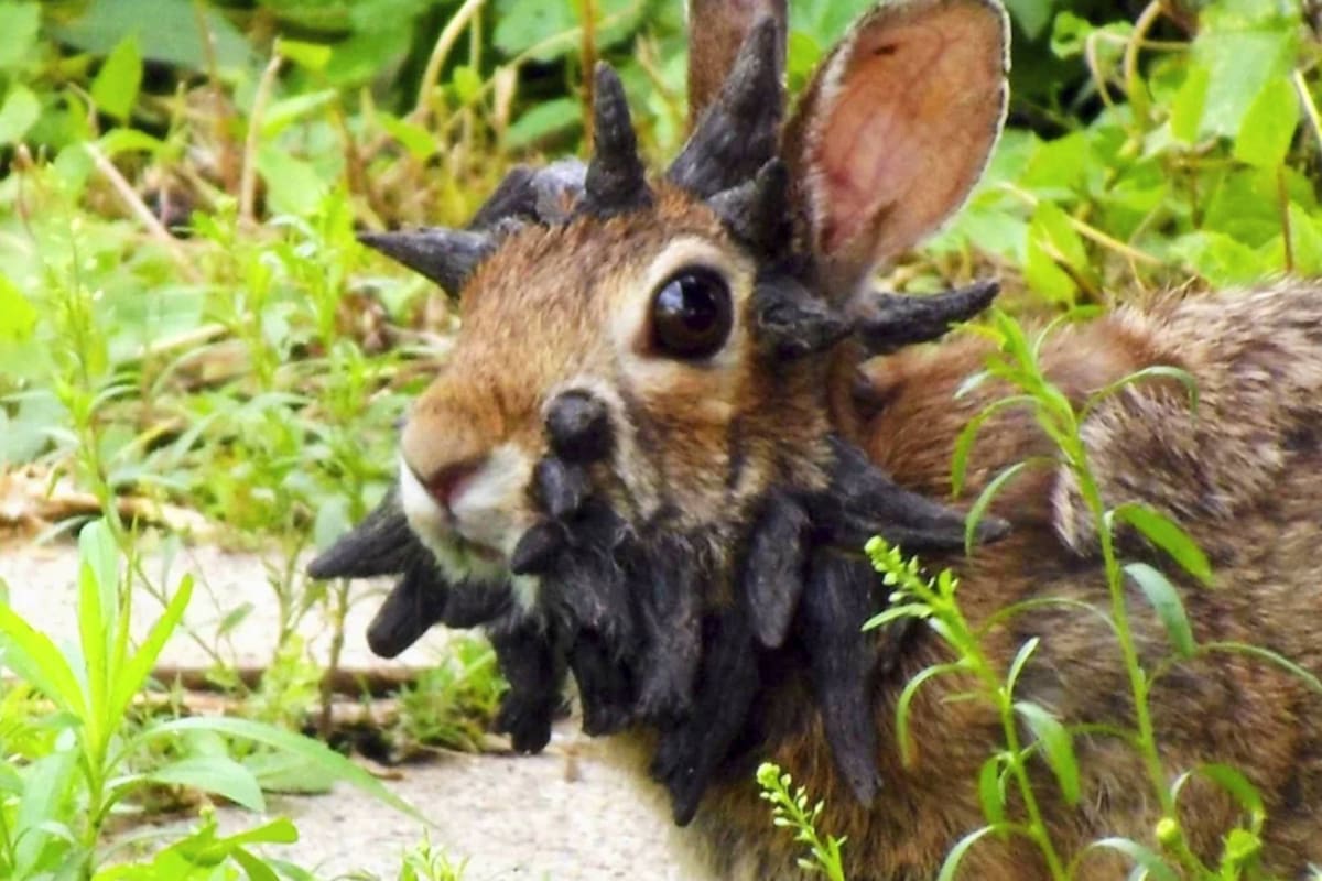 Conejo afectado por el virus en una fotografía de 2013 tomada en Minesota por Gunnar Boettcher