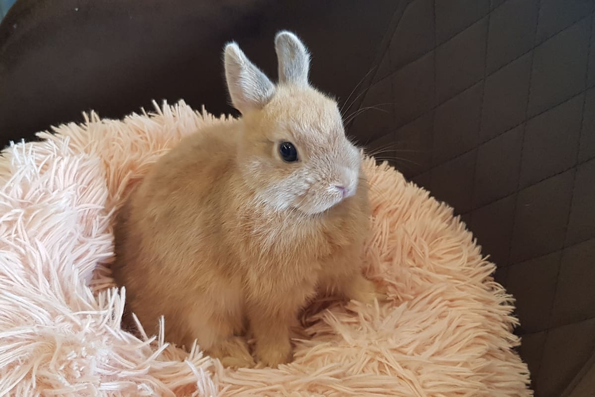 Conejo; animales de compañía; Economía; Campo; Fotos de campo