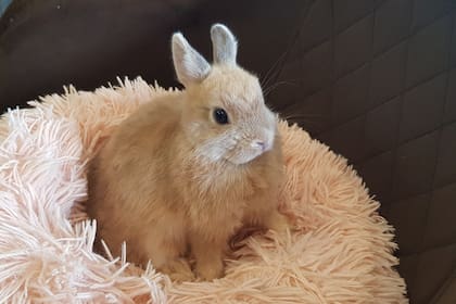 Conejo; animales de compañía; Economía; Campo; Fotos de campo