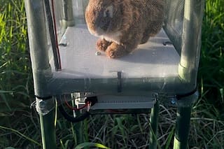 Conejos robóticos, la nueva herramienta en Florida para controlar pitones invasoras en Everglades