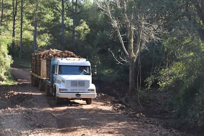 Confiar: "El impacto de los derechos de exportación en los costos afectaría fuertemente la operación de las empresas de la cadena foresto industrial"