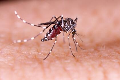 Confirman más 28.000 casos de dengue y más de 900 casos de chikungunya en la Argentina.