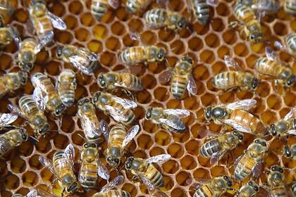 Confirman que la muerte de 70 millones de abejas fue por un pesticida