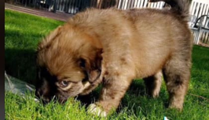 Conforme pasaban los meses, la mascota perdía todas las características de un Shih Tzu
