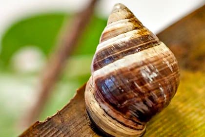 Congelaron sus tejidos para clonarlo en el futuro