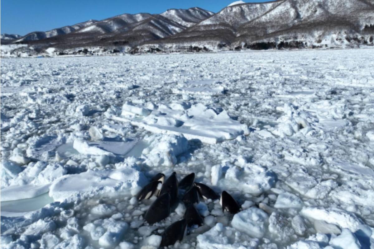 Conmoción por las orcas atrapadas en el hielo de Japón. Captura: Wild Life Pro LLC