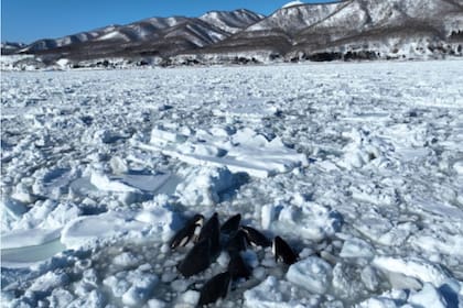 Conmoción por las orcas atrapadas en el hielo de Japón. Captura: Wild Life Pro LLC