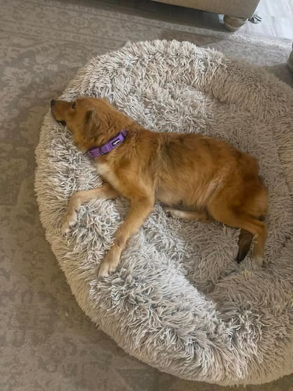 Connie debe hacer reposo para recuperarse.
